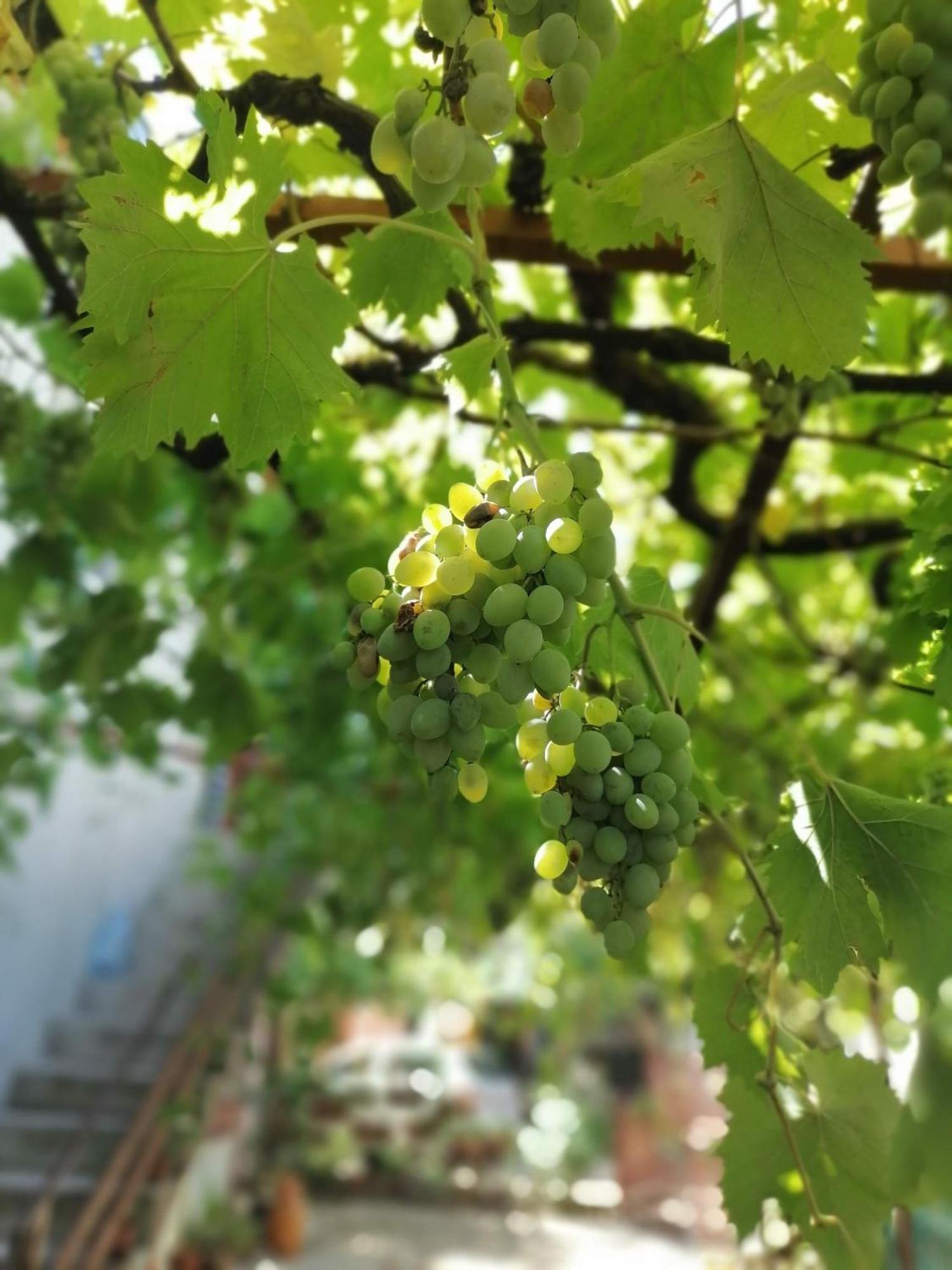 Apartmani Lala 2 Čanj エクステリア 写真