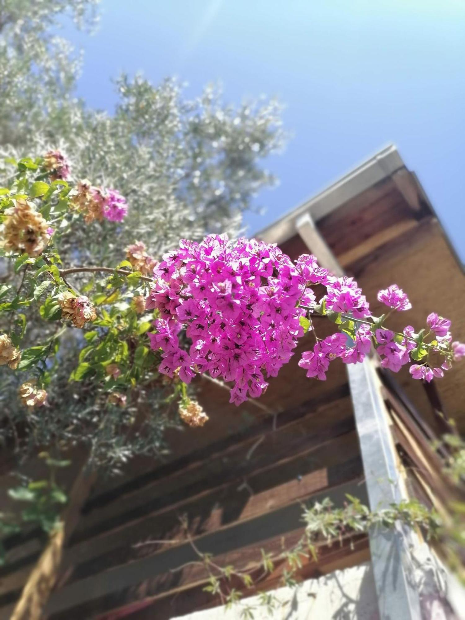 Apartmani Lala 2 Čanj エクステリア 写真